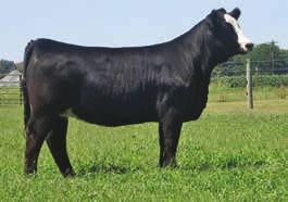 She s real nice in her front 1/3, she s deep sided, and has a real nice back leg. A full sister topped this sale last year at $13,000 for 1/2 interest.
