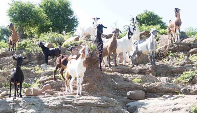 Goat breeds A local breed has the best chance of resistance and adaptability to the diseases and the diet of the area, selecting a local