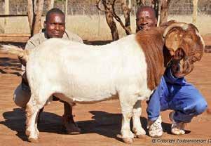 Indigenous breeds which have been naturally selected for adaptability to harsh environments and which are generally used for meat