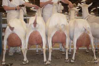 3. Dairy breeds which are all imported breeds and include mainly Saanen goats and Toggenburg goats.