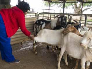 A sick goat in your herd needs to be separated and quarantined otherwise it will infect others. The single biggest loss farmers report on is stock theft.
