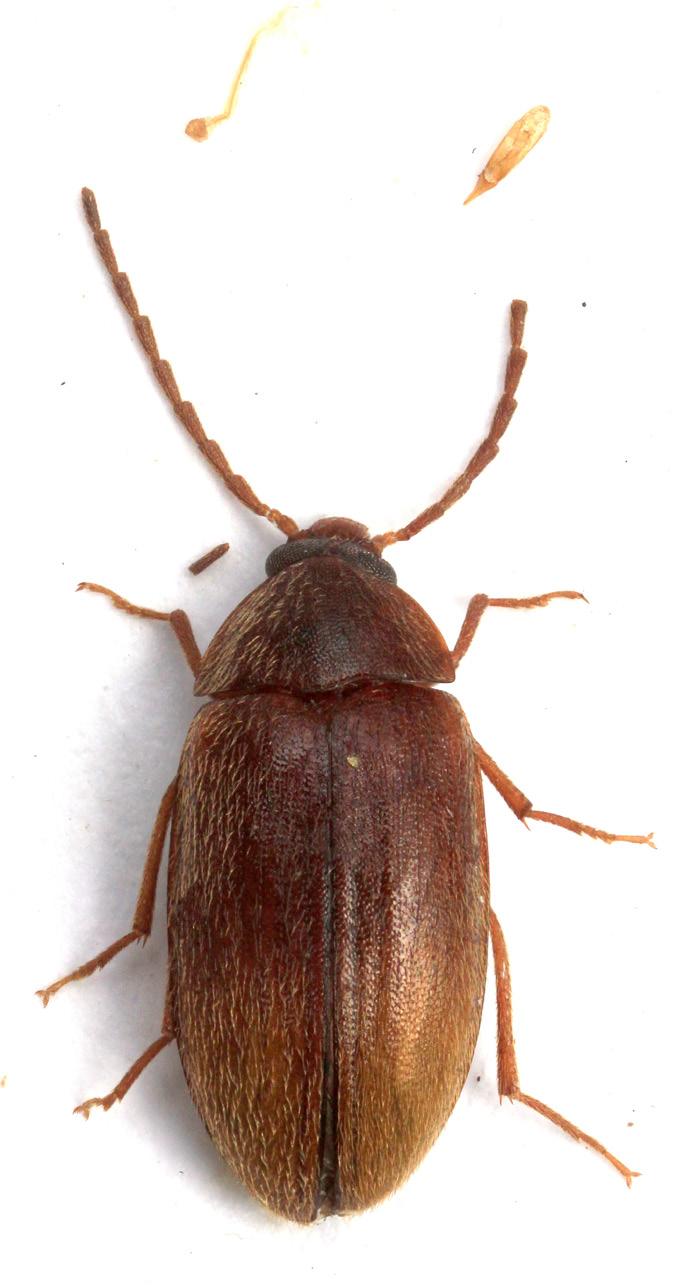 30 29 Figs. 29-32: Pseudohymenalia viktorai sp. nov.