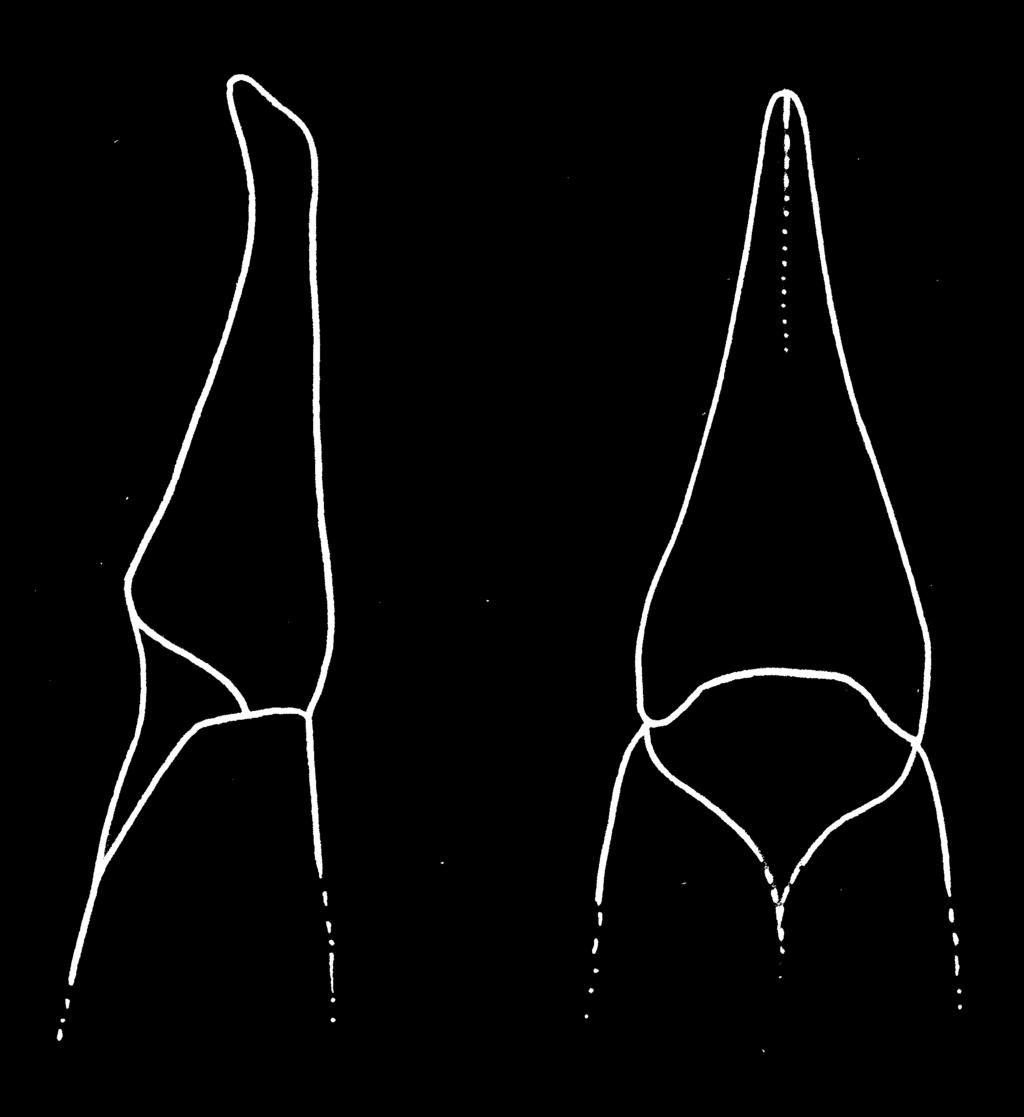 Antenna (Fig. 30). Relatively long (AL 2.86 mm, i.e. reaching 0.55 of body length) with longer pale brown setation, punctuation and microgranulation.