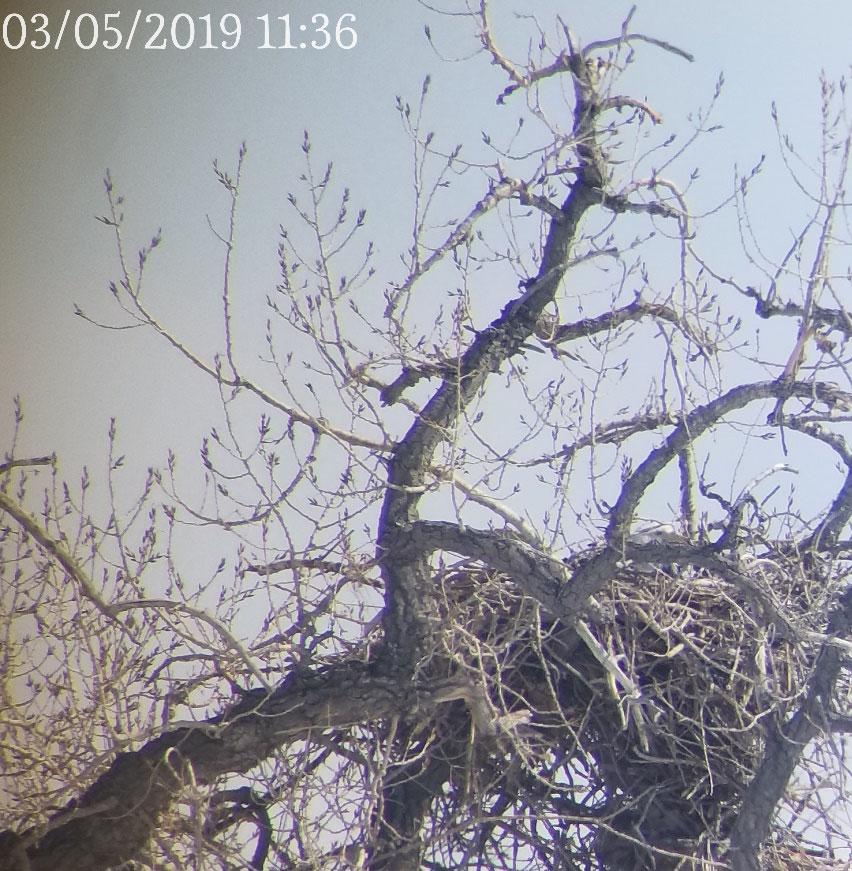 Plumage Y Young JU Juvenile SU Sub Adult AD Adult Eagle ID Examples A1 Adult 1 A2 Adult 2 Y1 First Eaglet Y2 Second Eaglet Y3 Third Eaglet Speed