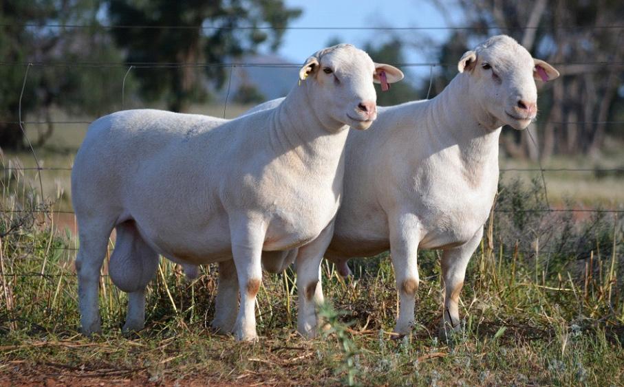 New Stud Rams We purchased two new sires from the National White Dorper Sale this year. Both rams are structurally sound, very well-muscled and are great on their feet.