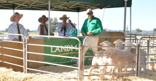 Despite tough seasonal conditions throughout a large slice of our ram clients areas, we were very pleased to have achieved a 100% clearance of our Rangeland Ready rams on sale day at Etiwanda.