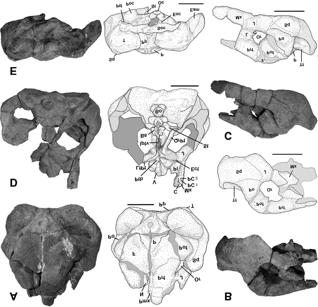 Figure 3. Photographs and drawings of dorsal (A), right (B), left (C), palatal (D) and occipital (E) view of SAM PK 009166 (holotype of Avenantia kruisvleiensis).