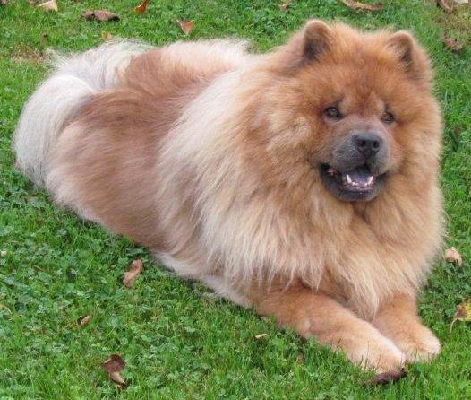 He was the sire of Kaiser and the grandfather of Hagrid and Simba He was such a sweet, unassuming boy. He would hang back and let everyone else get attention and only approached if you called him.