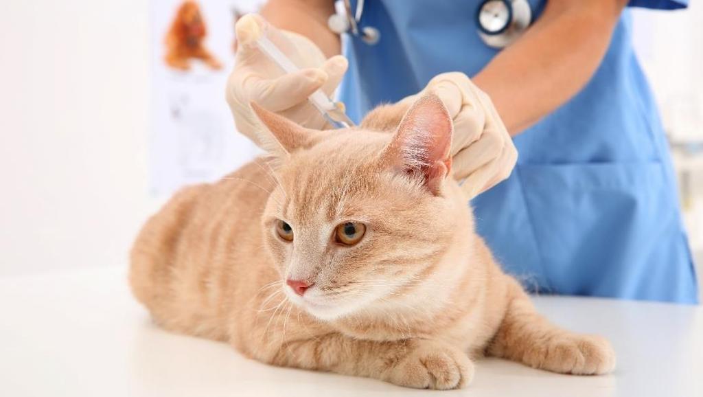 Vaccination Regularly vaccinate your cat to protect them from cat flu. Even if your cat has had cat flu in the past, vaccination can reduce symptoms in the future.