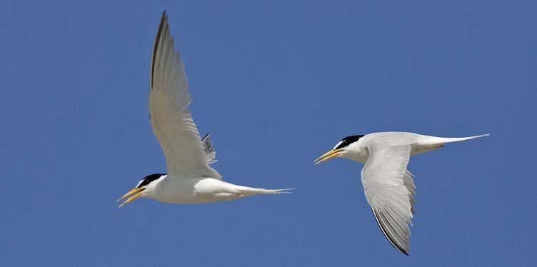 Cheah & Ng: Breeding Ecology of the Little Tern in Singapore Fig. 1. Little terns in aerial display. Fig. 2.