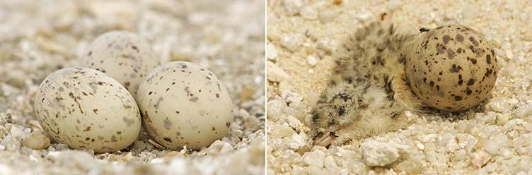 The eggs are well-camouflaged on the ground. They are densely spotted with dark brown and pale lavender.