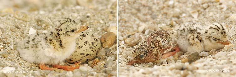 This is to ensure that the nest s visibility is not compromised as the inner surface of the shell, being white, can easily attract predators.