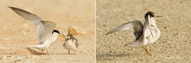 Cheah & Ng: Breeding Ecology of the Little Tern in Singapore Fig. 12. Adult feeding chick. Fig. 13. The arrival of an adult excites the chick.