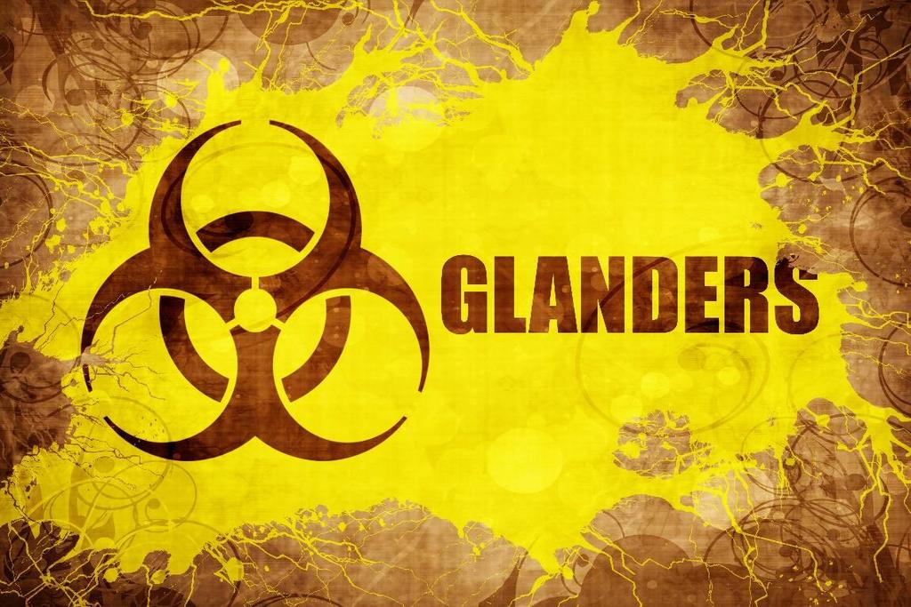 Glanders = This type of bacteria exists in infected animals, usually horses. The bacteria that cause glanders are transmitted to humans through contact with tissues or body fluids of infected animals.