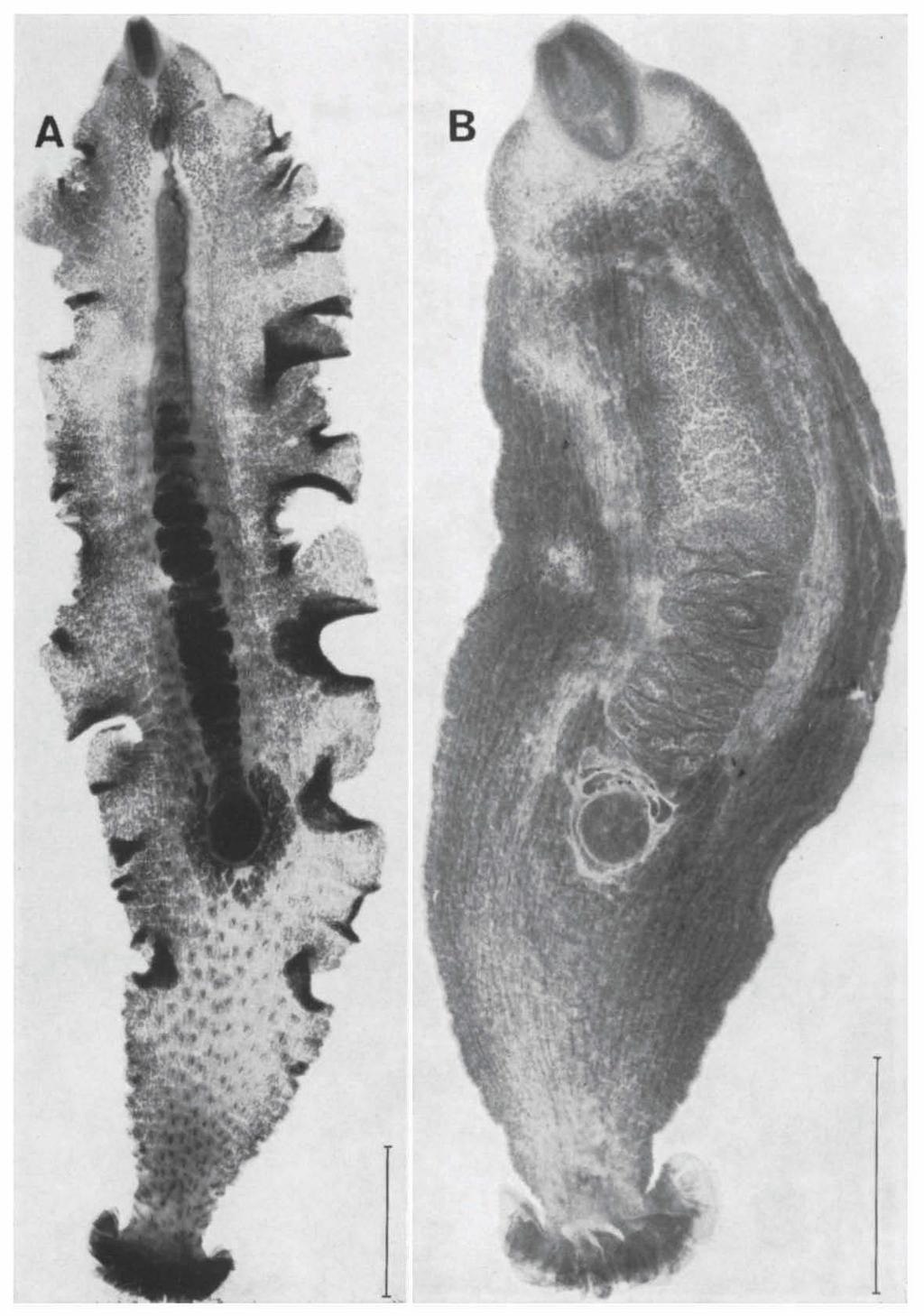 ZOOLOGTSCHE MEDEDELINGEN 43 (8) PL. 1 Fig. A. Gyrocotylc parvis pinosa Lynch, dorsal view, after whole mount prepared by J. E. Lynch (lectotype).