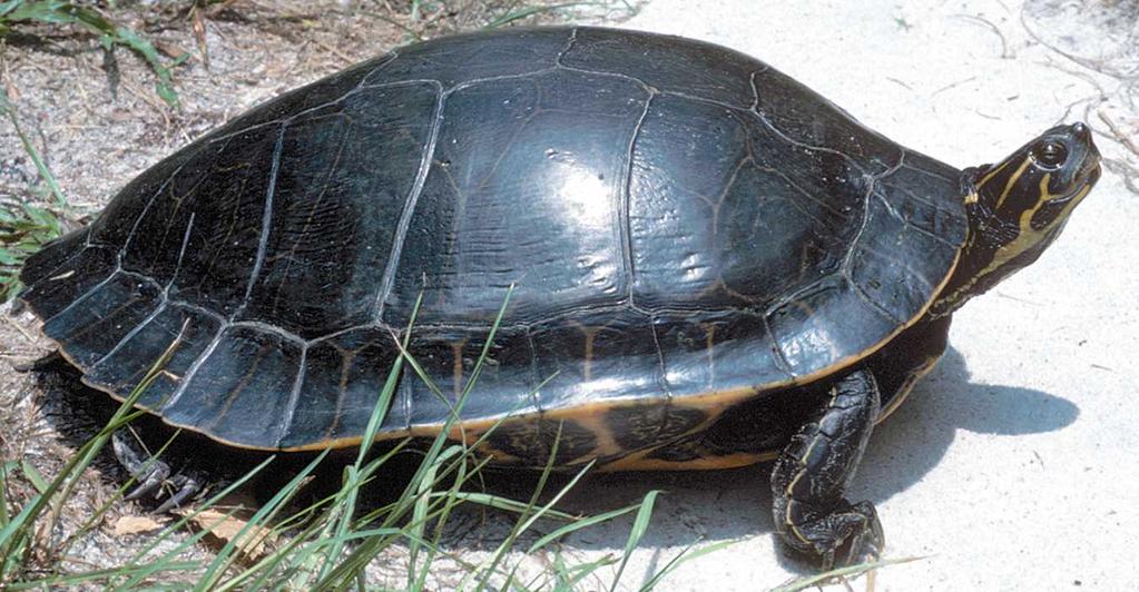 A Species Action Plan for the Suwannee Cooter Pseudemys