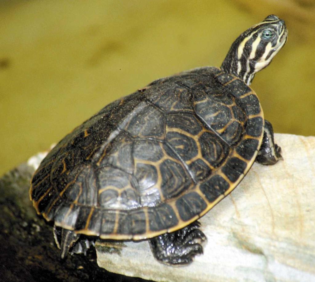 INTRODUCTION INTRODUCTION Biological Background The Suwannee cooter (Pseudemys concinna suwanniensis) is a moderately large river turtle (females to 43 cm [17 in] shell length, males somewhat