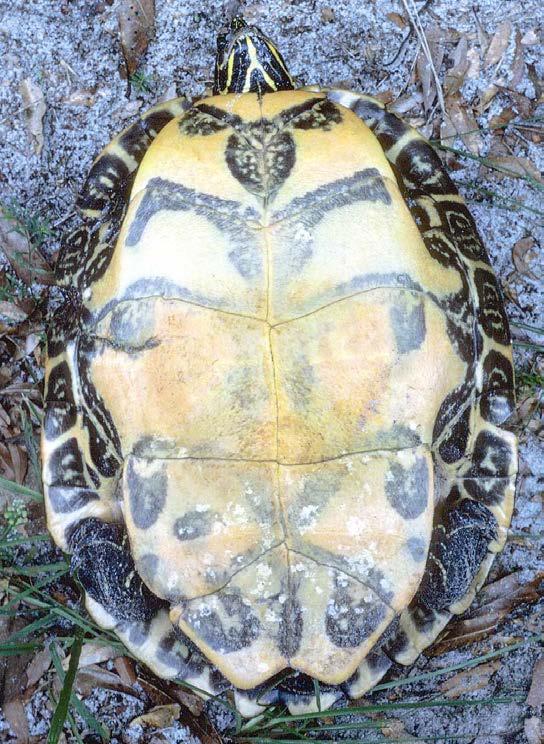 INTRODUCTION The Suwannee cooter is a subspecies of the widespread river cooter (Pseudemys concinna), which occurs in all southeastern United States.