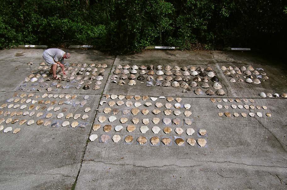 INTRODUCTION Figure 4. Remains of some of the 164 butchered Suwannee cooters. Collected from a rural dumpsite discovered in 2004 near Cedar Key, Levy County, Florida (Heinrich et al. 2010).