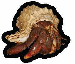 HERMIT CRAB SEA SPONGES ITEM# HC-50 Bulk pack of 36 sponges of mixed sizes. Instructions: Soak the sponge in water and then place in a very low small water dish. (i.e. extra small Repti Rock Water Bowl).