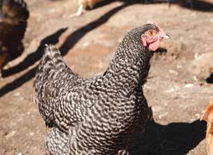 Finding something to peck at can keep the hen s attention focused on something more productive.