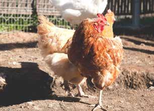 One of the most well-known behaviors of chickens is pecking. Pecking provides multiple benefits including beak trimming, an outlet for destructive behavior, and a source of enrichment.