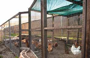 Chickens are also natural flocking creatures they prefer to live in groups, finding safety in numbers.