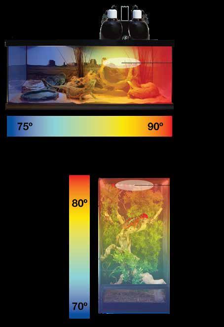 THERMOREGULATION What is Thermoregulation? The body temperature of most reptiles is influenced by the outside environmental temperature.