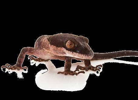 NANO BULBS ARE IDEAL FOR SMALL GECKOS, HATCHLING REPTILES, AMPHIBIANS OR INVERTEBRATES.