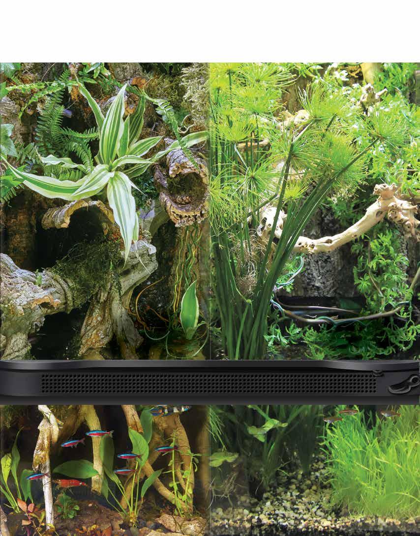 GET INSPIRED! A Paludarium has 3 sections: the Canopy, a Land Area and the Aquarium.