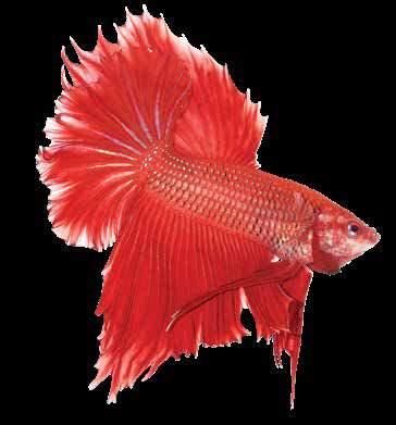 5oz (15mL) Instant Betta water conditioner Removes Chloramines and Chlorine.