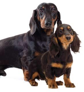 Breed Health Nutrition Tailor made nutrition for Dachshunds!