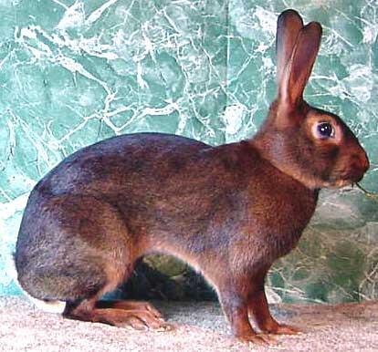 1. Belgian red Rabbit Breeds Fancy breed of domestic rabbit Averaging 6-9