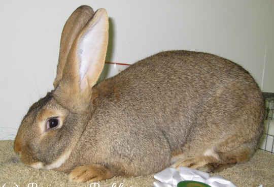 3. Flemish giant One of the largest breed of domestic rabbits Has