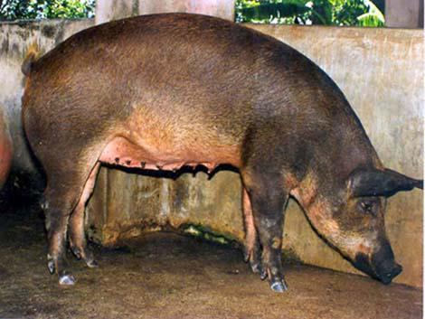 Duroc Originated in USA Dual purpose Good muscle quality Low