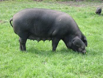 Large Black A large swine breed Native to British