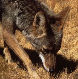 species) - *Texas Gray Fox