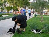 What are our management options for stray cats? 3. Feeding bans Who will police it?