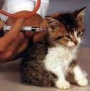 twice a day Vaccinated, health care 44%