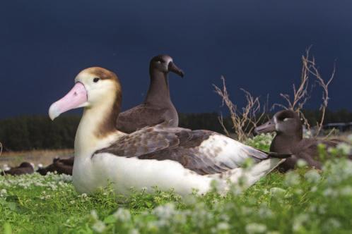 Adult short-tailed albatrosses are black and white. Their chicks are dark brown. Morales/age fotostock/superstock Short-tailed albatrosses are also endangered.