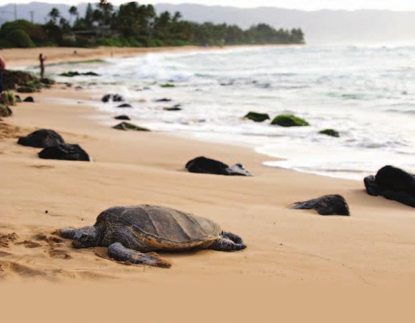 Did You Know? Green turtles always go back to the same beach to nest.