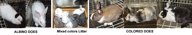 Genetics MATERIALS AND METHODS Animals and management The study began in September 2006 and finished in July 2010 with local Algerian population rabbits reared at the Institut Technologique Moyen