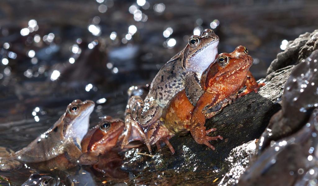 70 Group mating in the sun Adult Common Frogs have a body length of 6 to 9 centimetres (2.4 to 3.5 in) with olive green, grey-brown, brown, olive-brown, grey, yellowish or rufous backs and flanks.