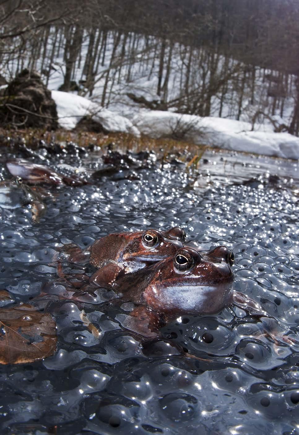 71 Scores of mating frogs, locked in embrace, now dot the half-frozen surface of