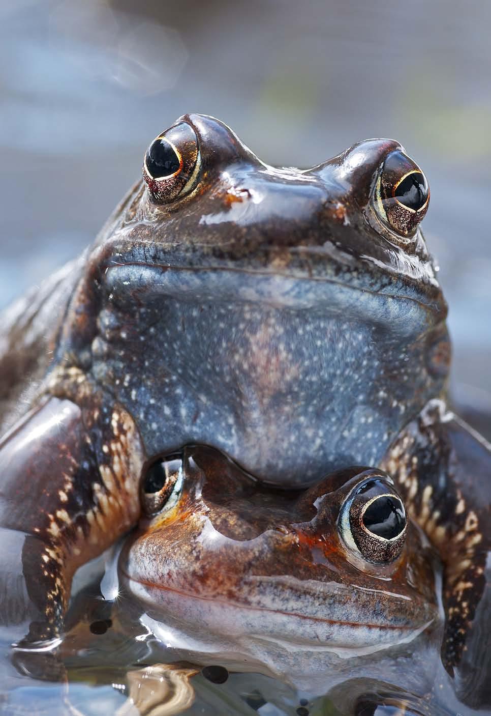 A close up portrait of a mating pair of Rana temporaria firmly locked in