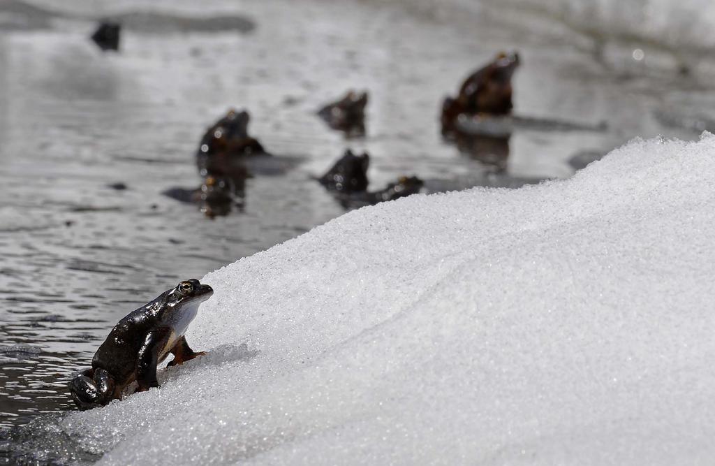As numerous males emerge from the icy waters of the pond and start