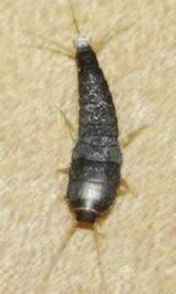 They molt several times during their life cycle, leaving behind skin casings, which look a lot like larvae.