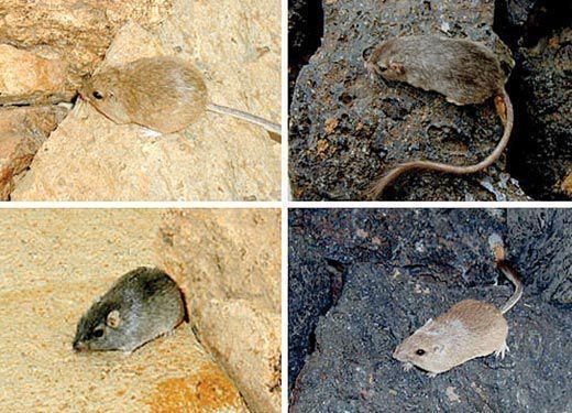 Summary The film introduces the pocket mice, who tends live in a variety of areas in New Mexico s desert including lighter sands and darker lava rock.
