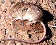 Two Discussion You have probably wondered why camouflage is important for species that are active at night like the rock pocket mouse.