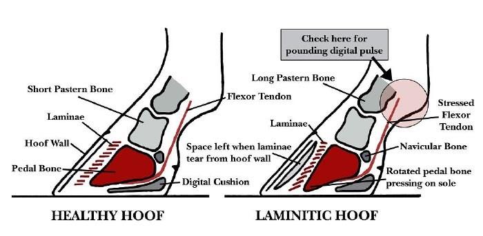 Laminitis 101 The most common cause of Laminitis, is stress to healthy legs. The Australian writes that, Equine surgeons see Laminitis most in cases such as Barbaro s.